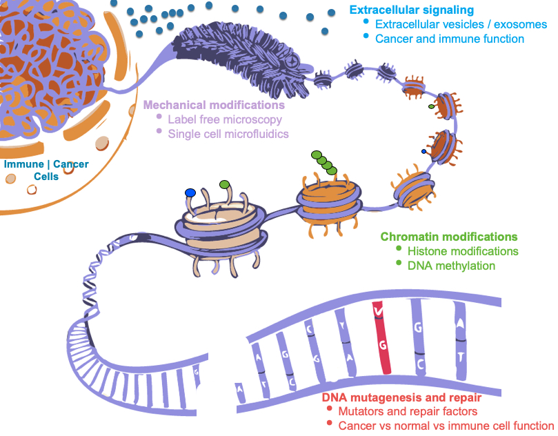 Immune Cancer Cells DNA mutagenesis and repair