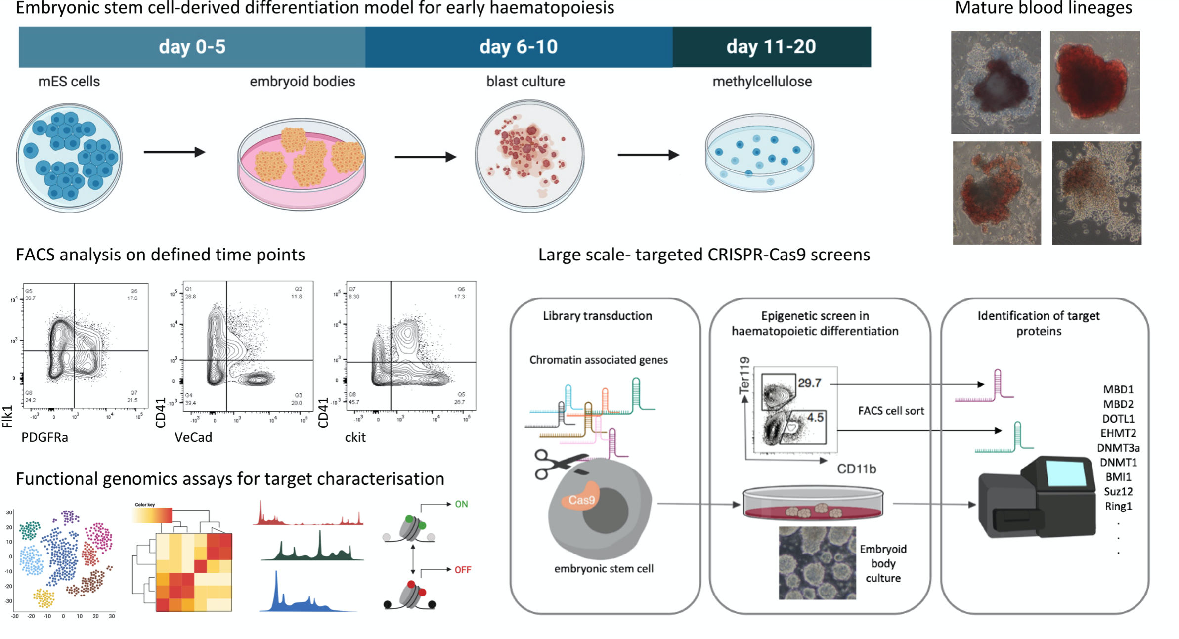 Embryonic stem cell-derived differentiation model