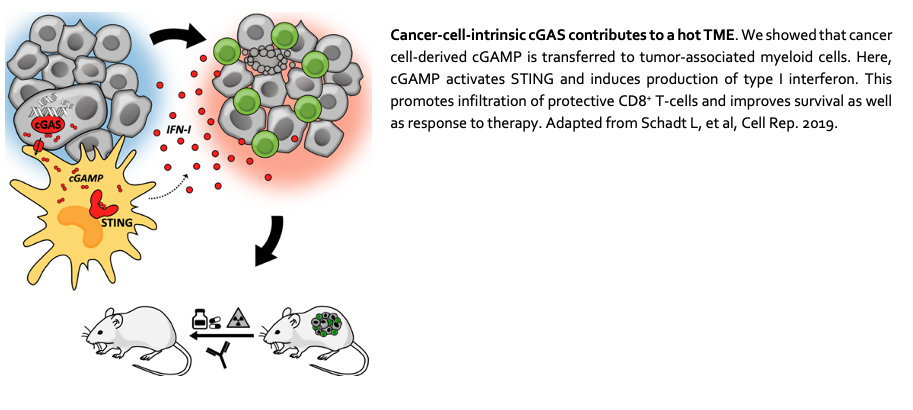 The influence of cancer-cell-intrinsic factors on the TME