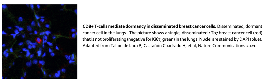 Metastatic dormancy: CD8+ T-cell-mediated control of disseminated cancer cells