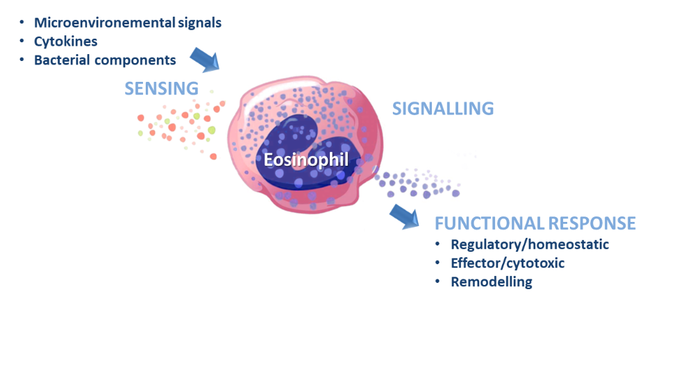 Signals translate